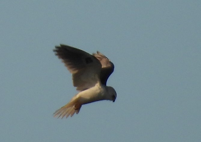White-tailed Kite - ML617856011