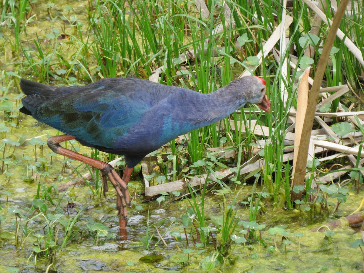 Gray-headed Swamphen - Evan Waite