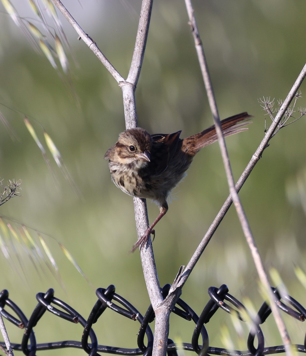 Song Sparrow - ML617856021