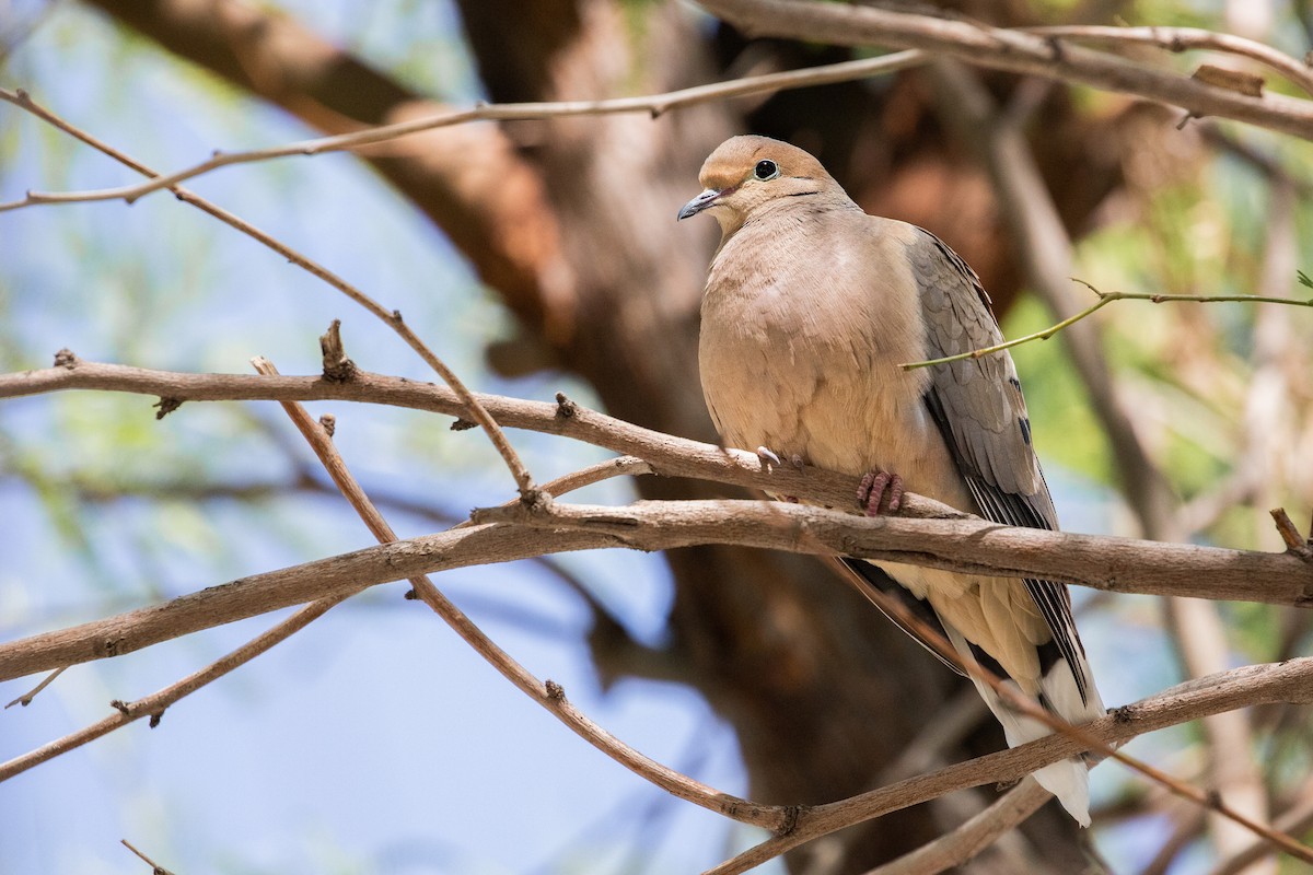 Mourning Dove - ML617856028