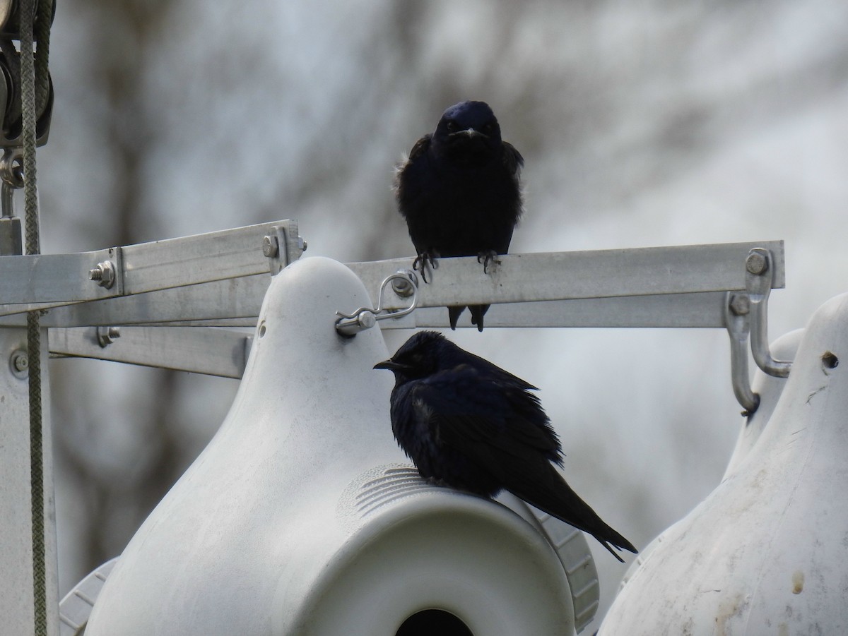 Purple Martin - ML617856047