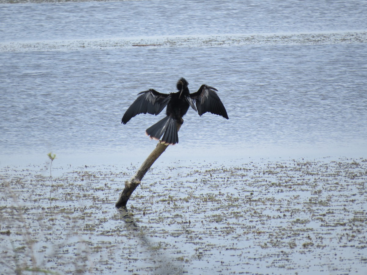 anhinga americká - ML617856065