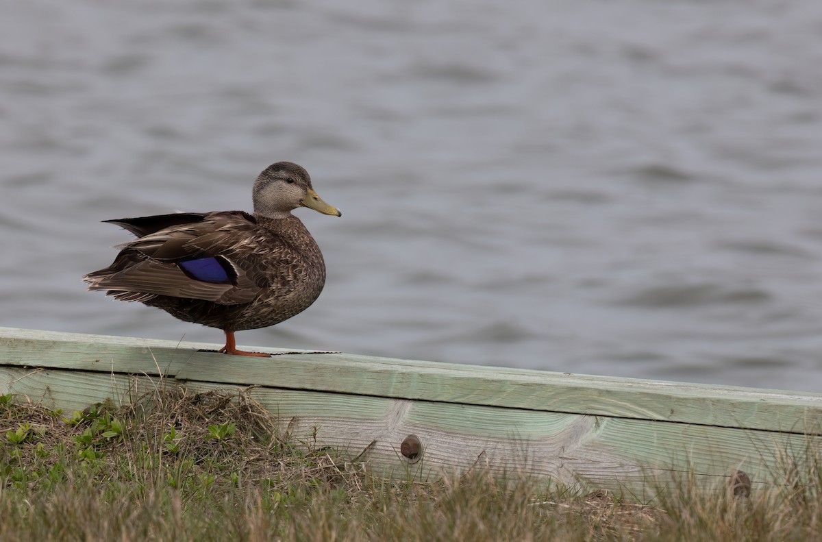 Canard noir - ML617856081