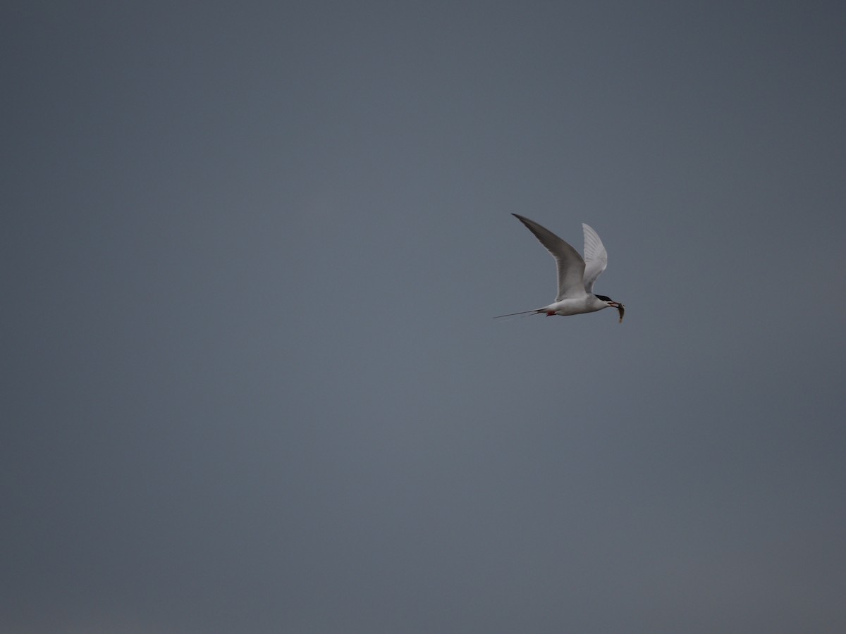 Forster's Tern - ML617856096