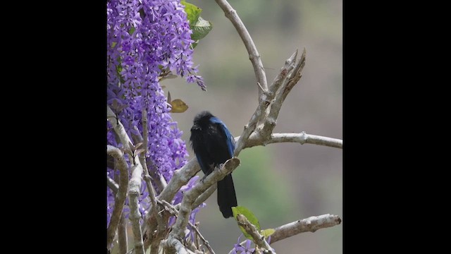 San Blas Jay - ML617856109