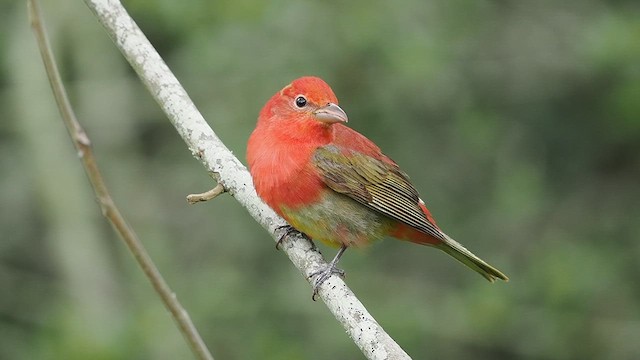 Piranga Roja - ML617856148