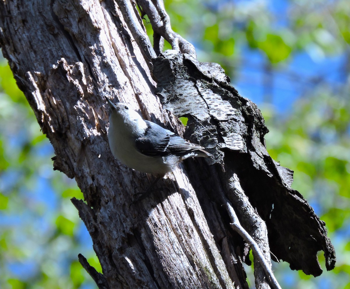 White-breasted Nuthatch - ML617856154