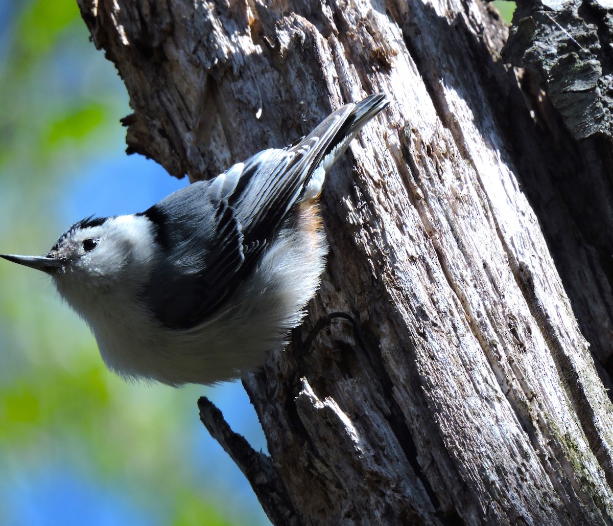 White-breasted Nuthatch - ML617856157