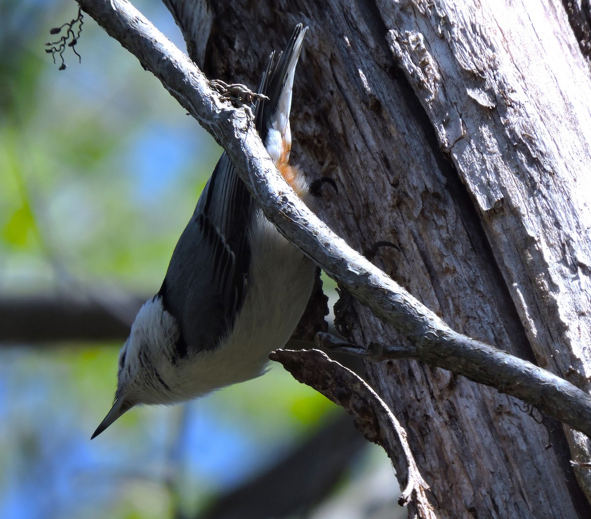 White-breasted Nuthatch - ML617856161