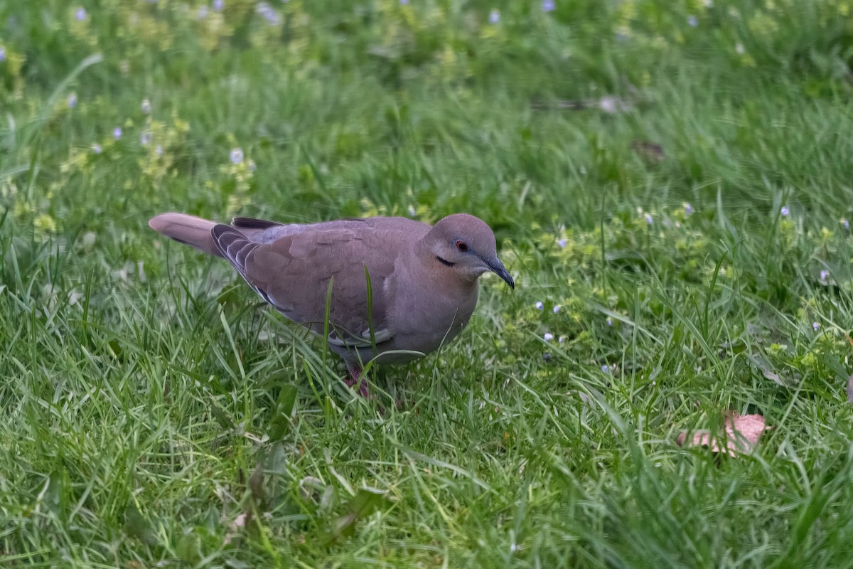 White-winged Dove - ML617856187