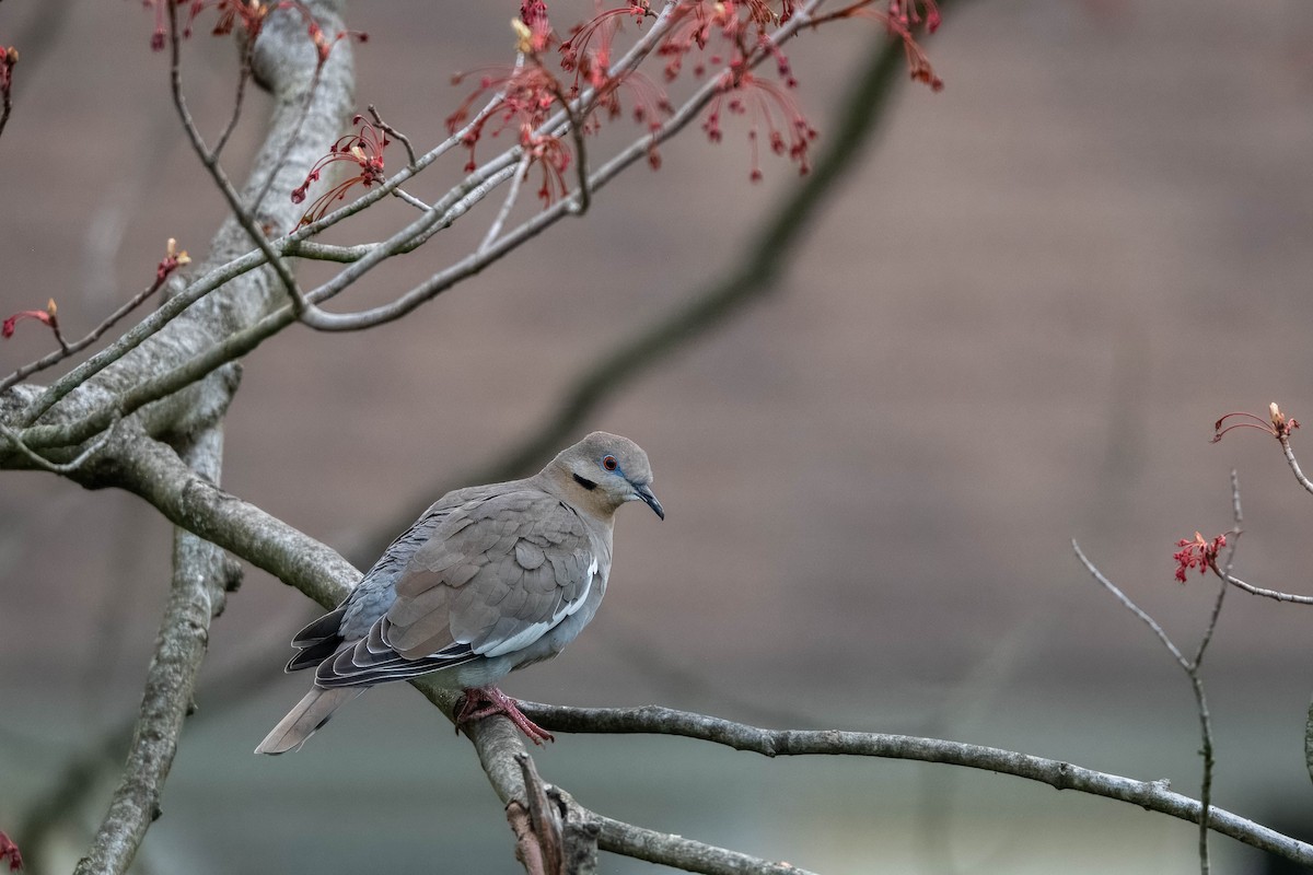 White-winged Dove - ML617856188