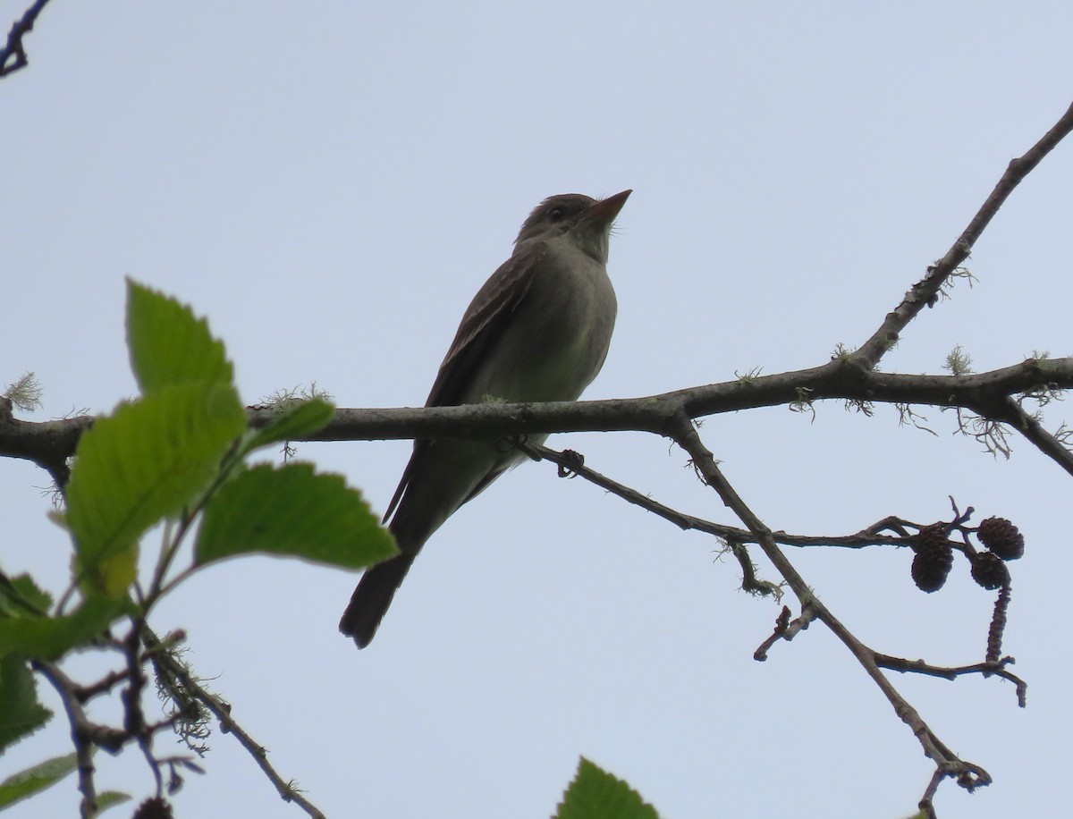 Western Wood-Pewee - ML617856193