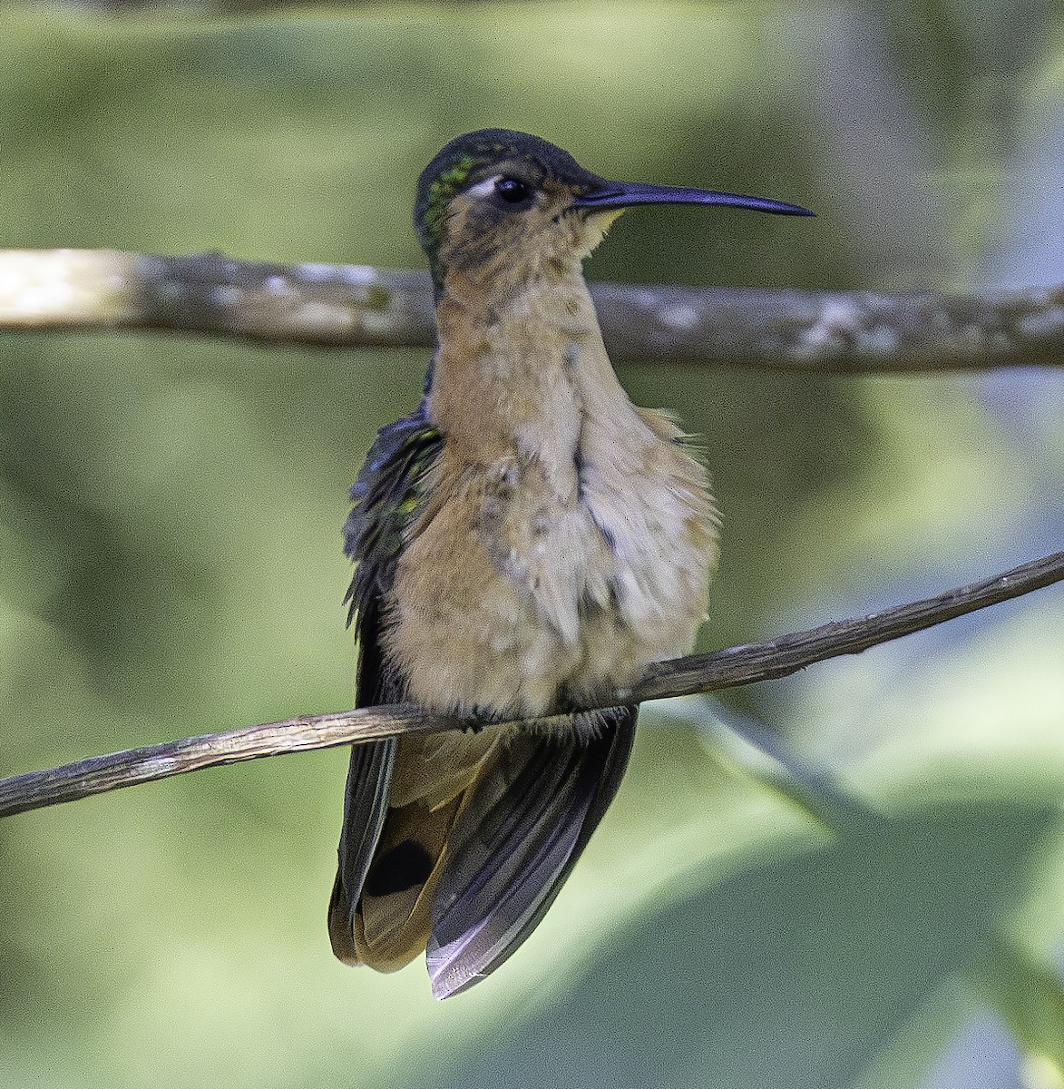kolibřík pestroocasý - ML617856205