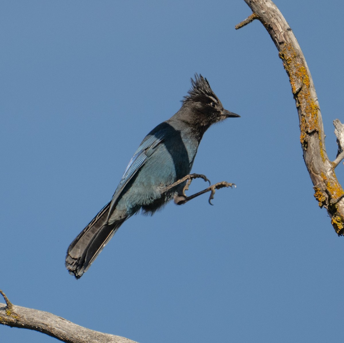 Steller's Jay - ML617856260