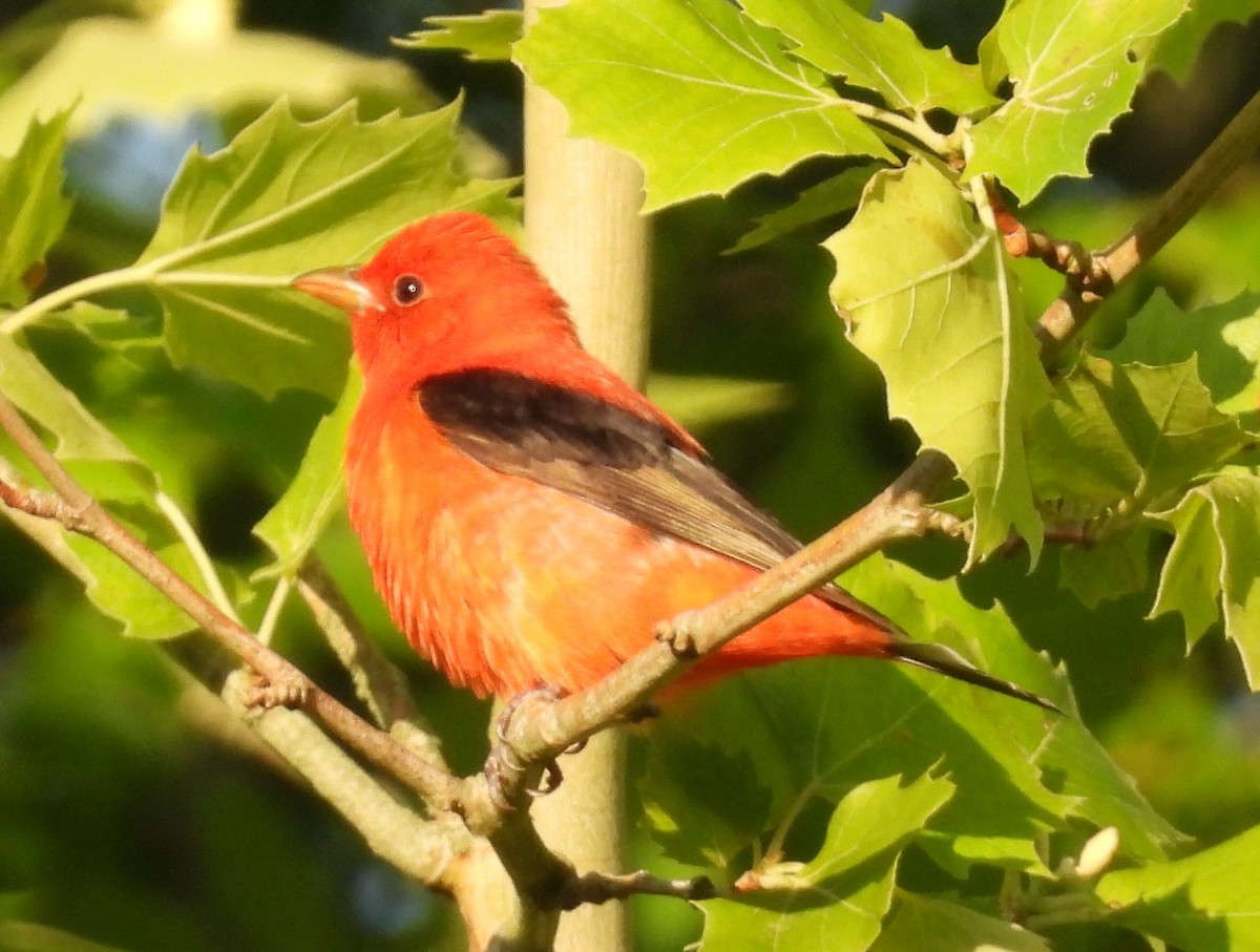 Scarlet Tanager - ML617856281