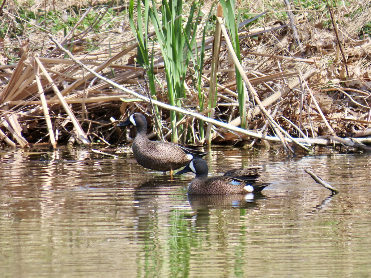 Blue-winged Teal - ML617856290