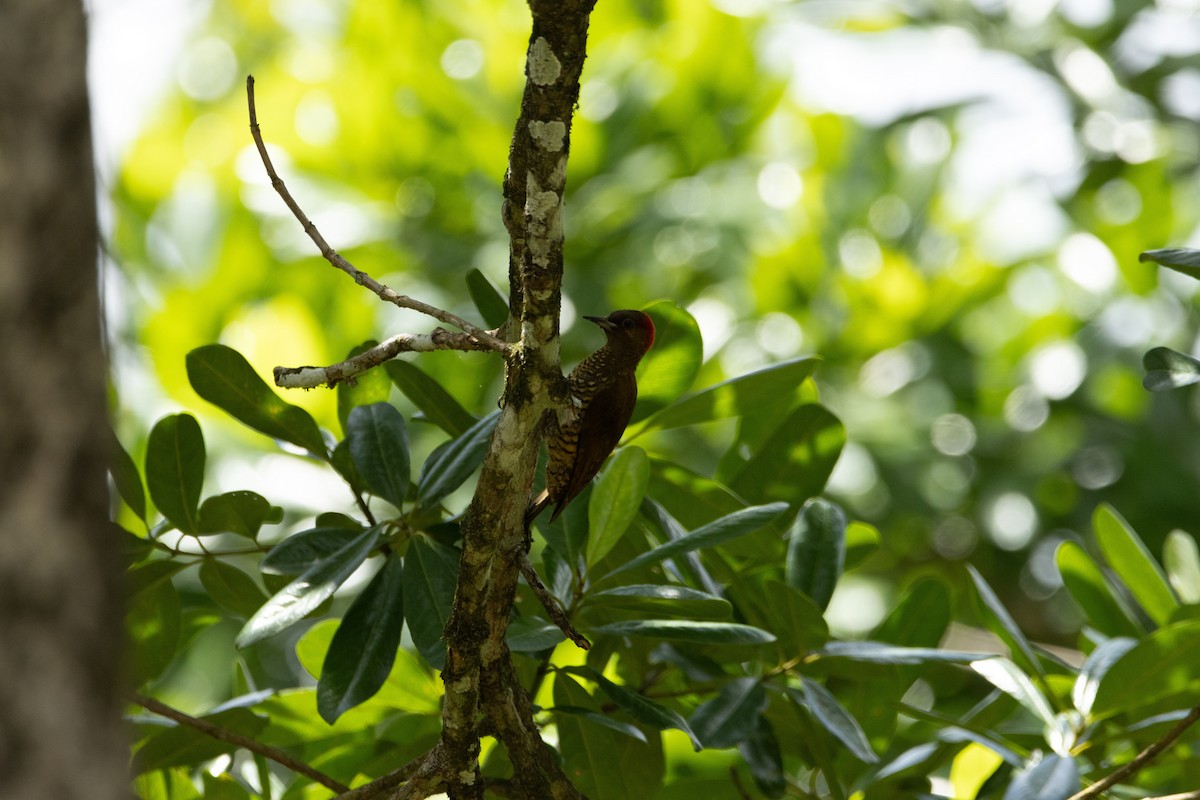 Rufous-winged Woodpecker - Matthew Igleski