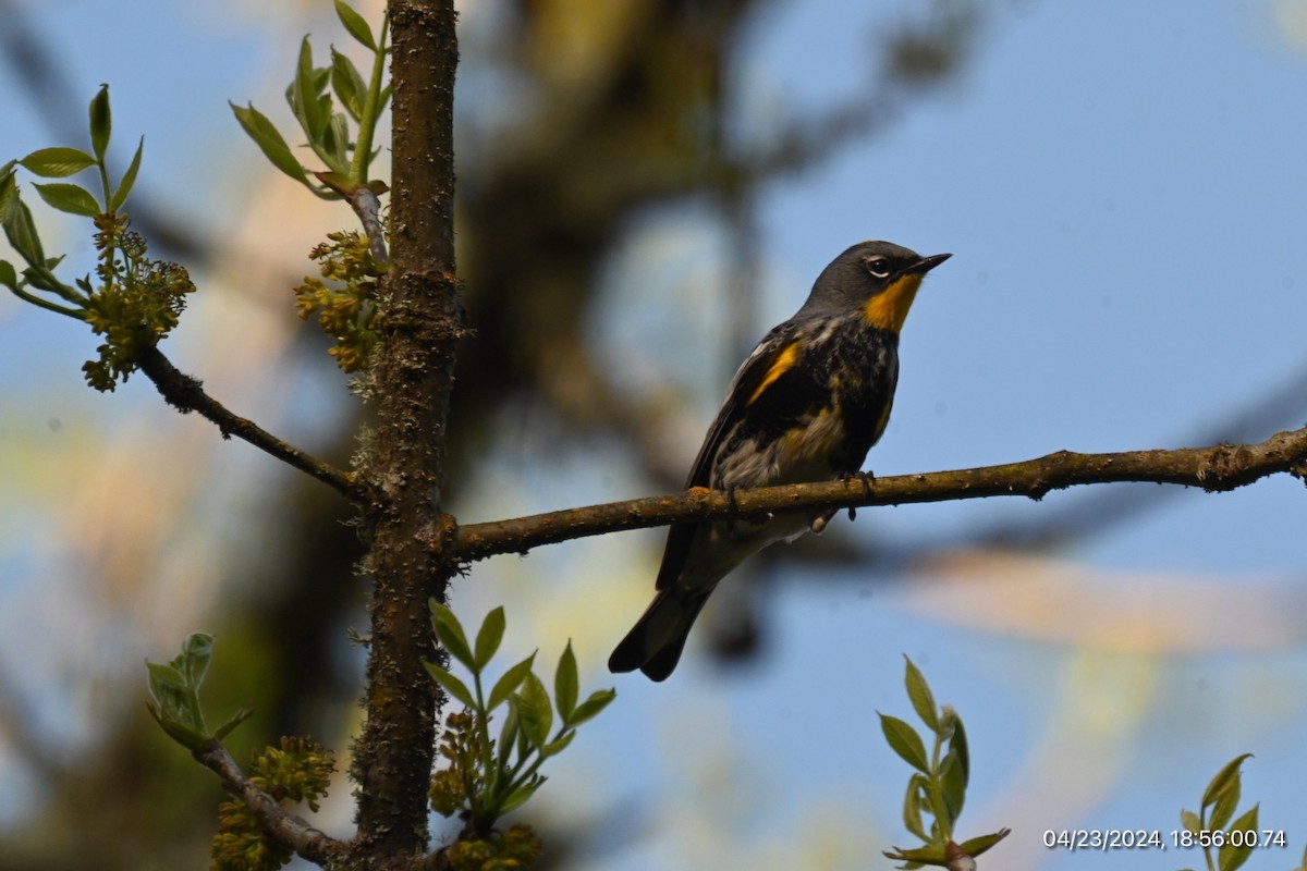 Yellow-rumped Warbler - Spencer Parsons