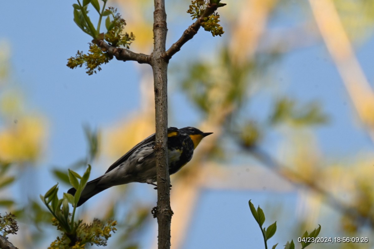 Yellow-rumped Warbler - Spencer Parsons
