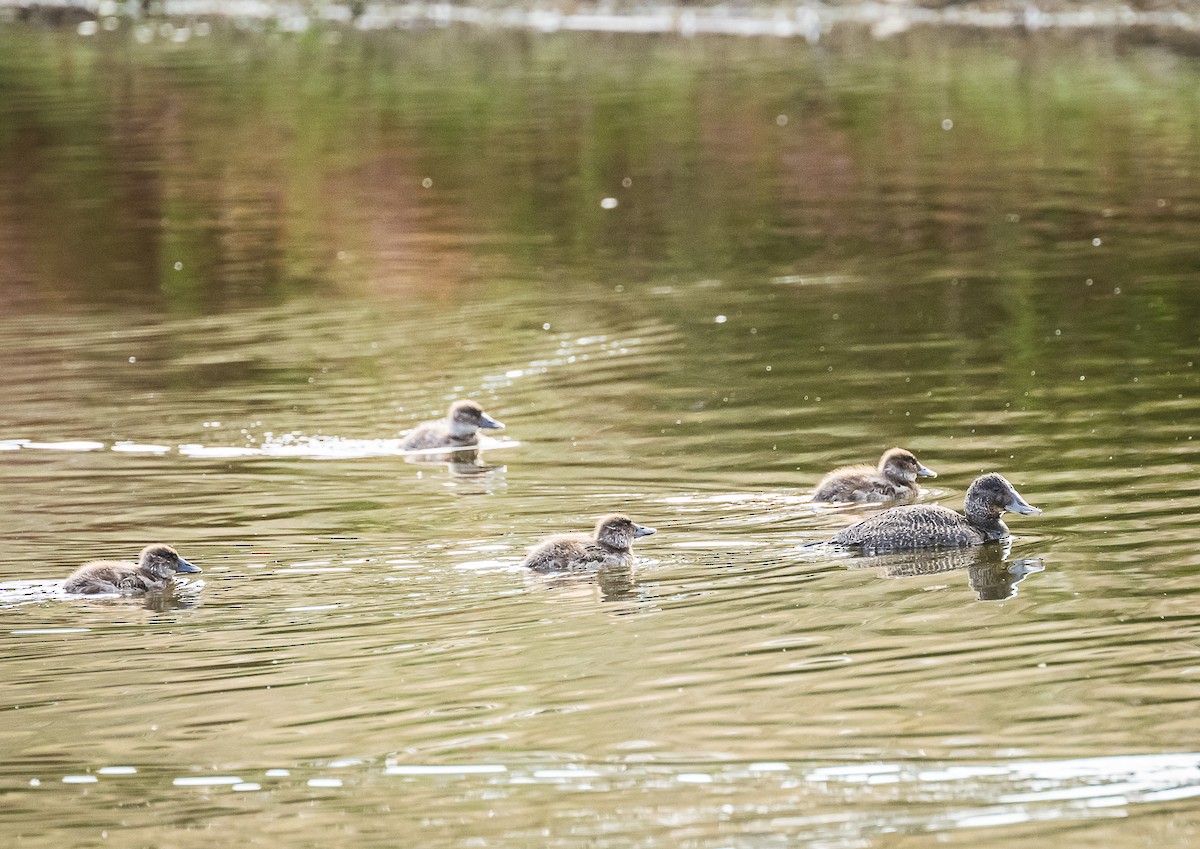 Blue-billed Duck - Kaye Kelly