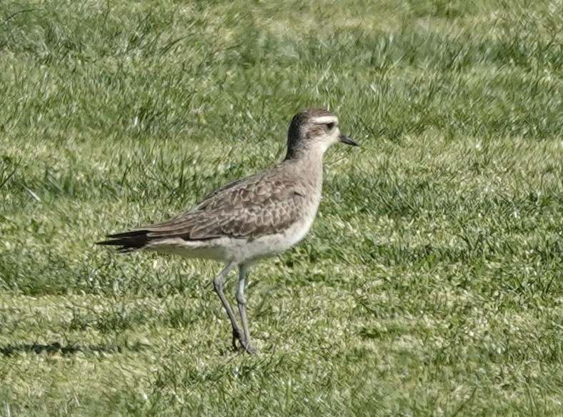 American Golden-Plover - ML617856324