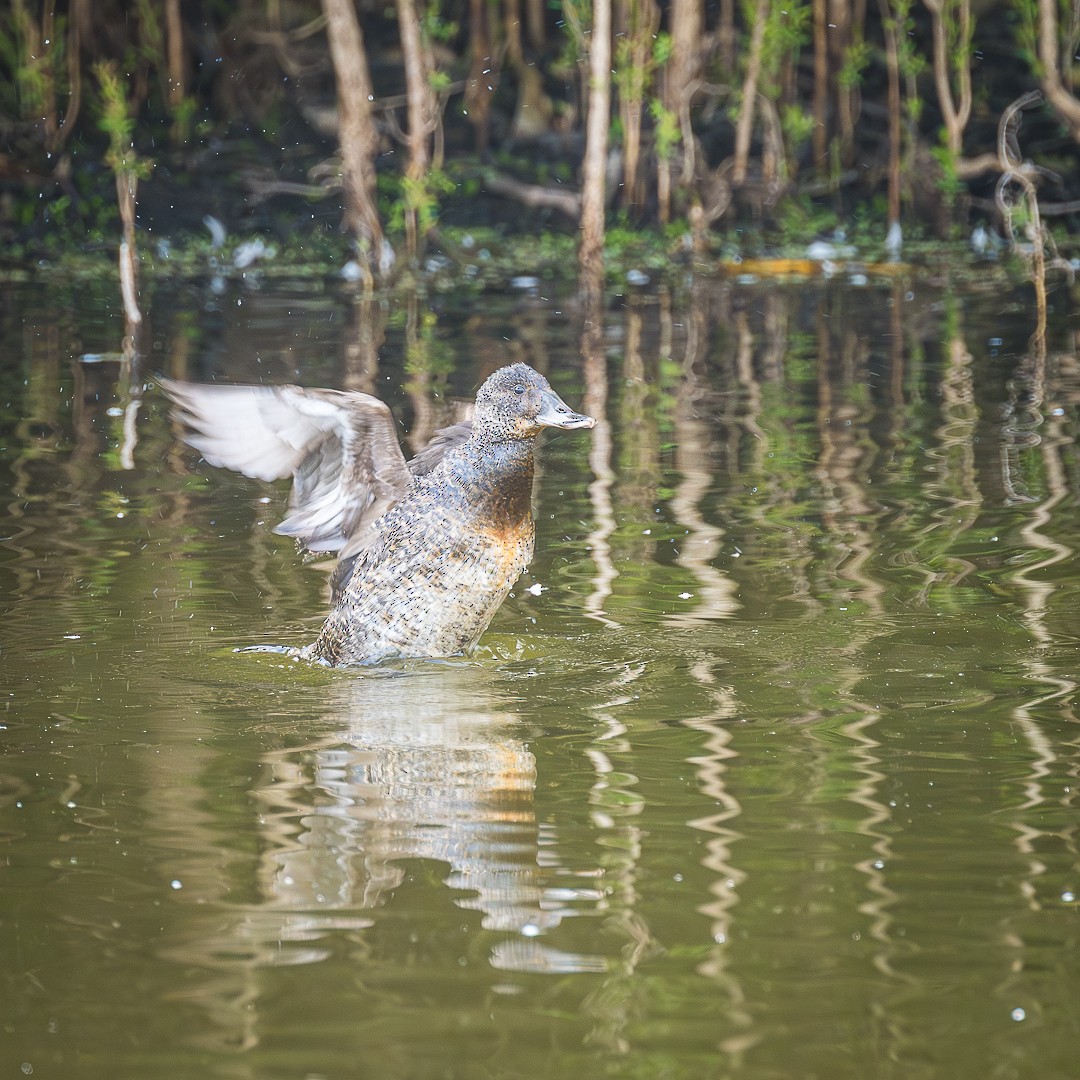 Blue-billed Duck - Kaye Kelly