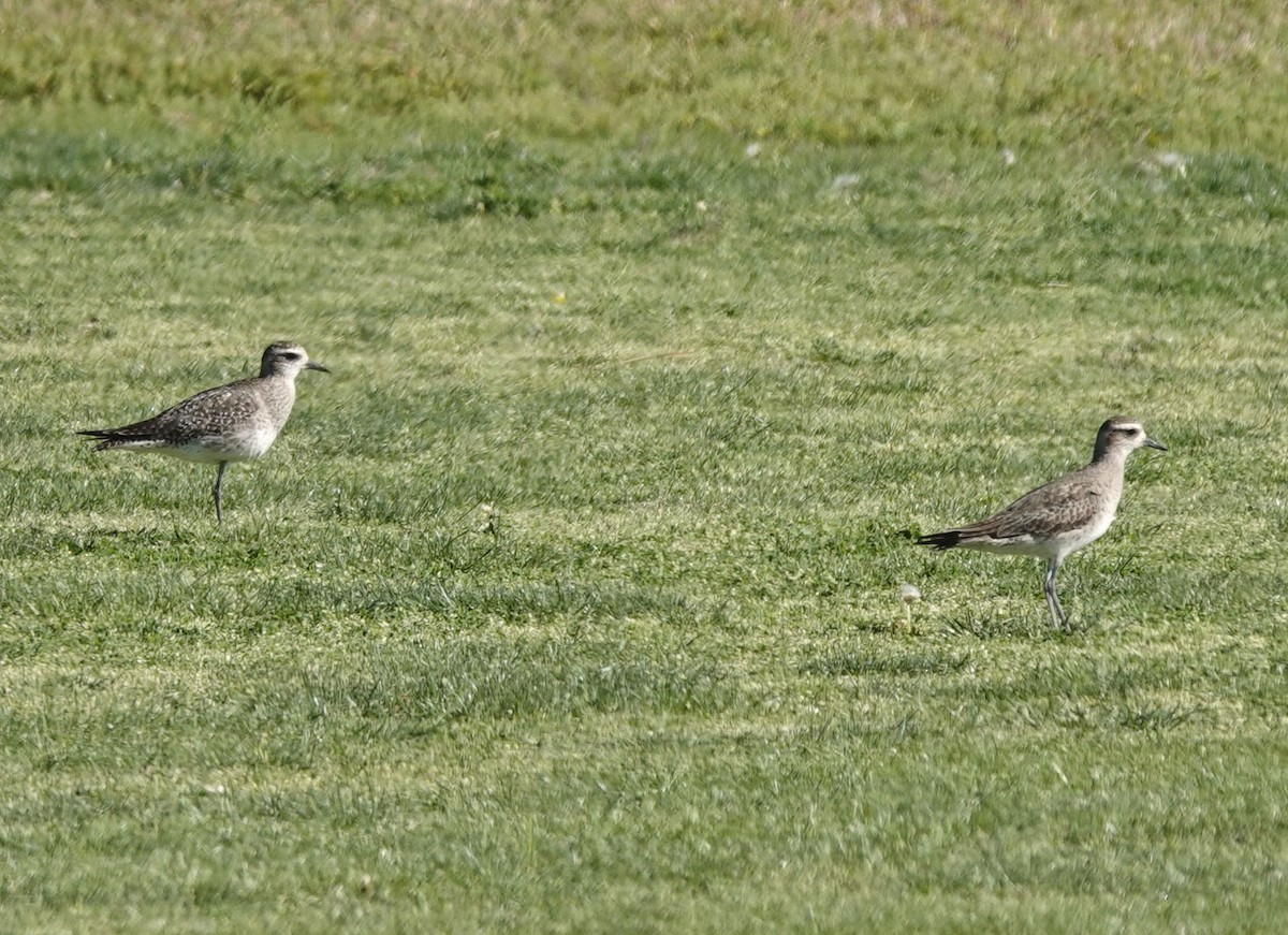 American Golden-Plover - ML617856348