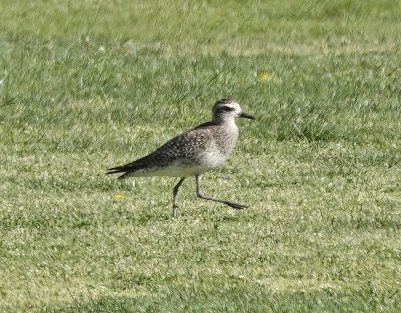 American Golden-Plover - ML617856349