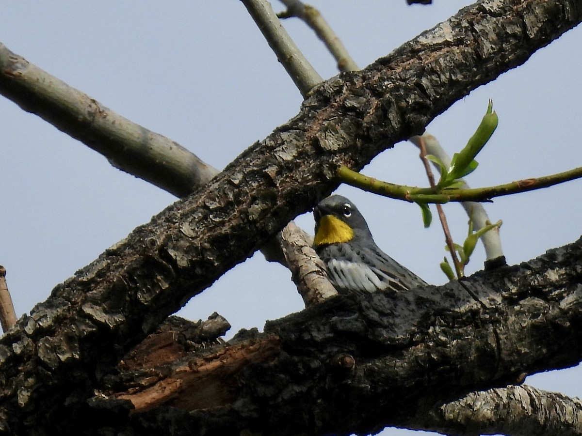 Kronenwaldsänger (Audubonwaldsänger) - ML617856356