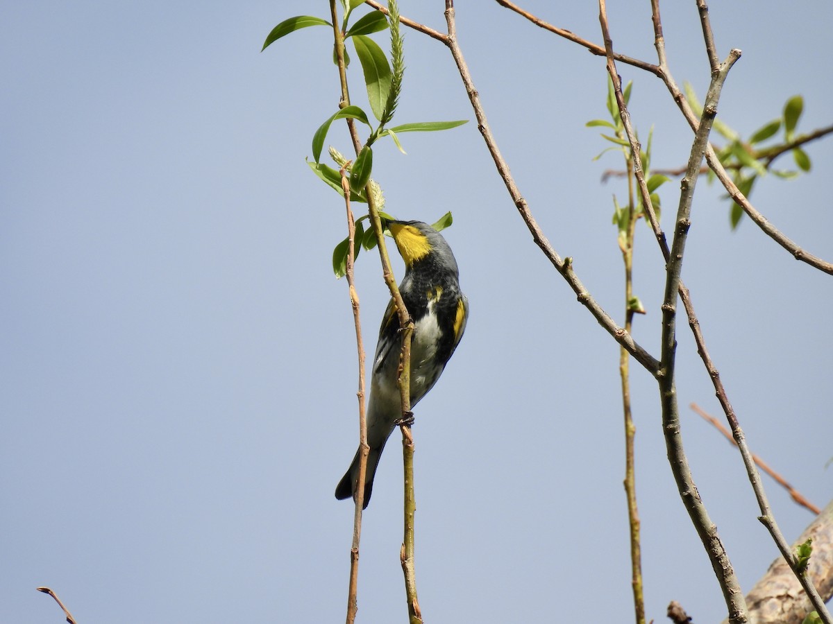 Yellow-rumped Warbler (Audubon's) - Susan Ringoen