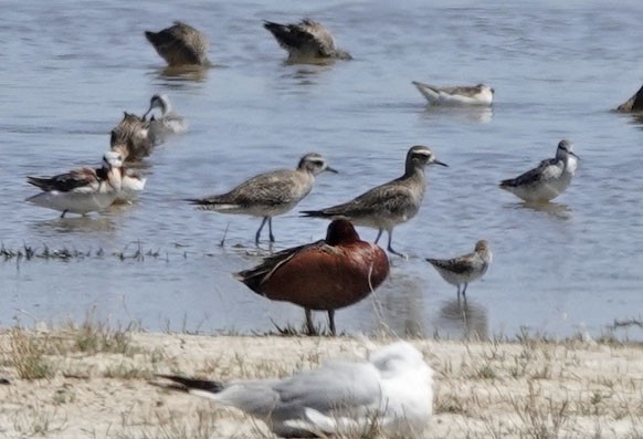 American Golden-Plover - ML617856373