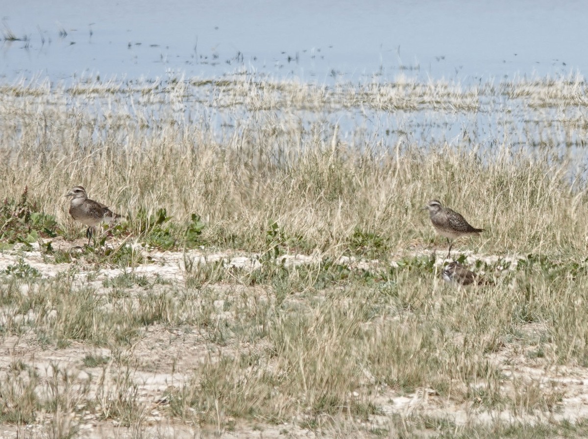 American Golden-Plover - ML617856374