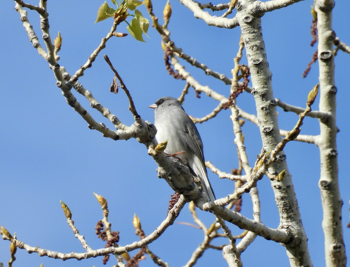 Dark-eyed Junco - Susan Ringoen