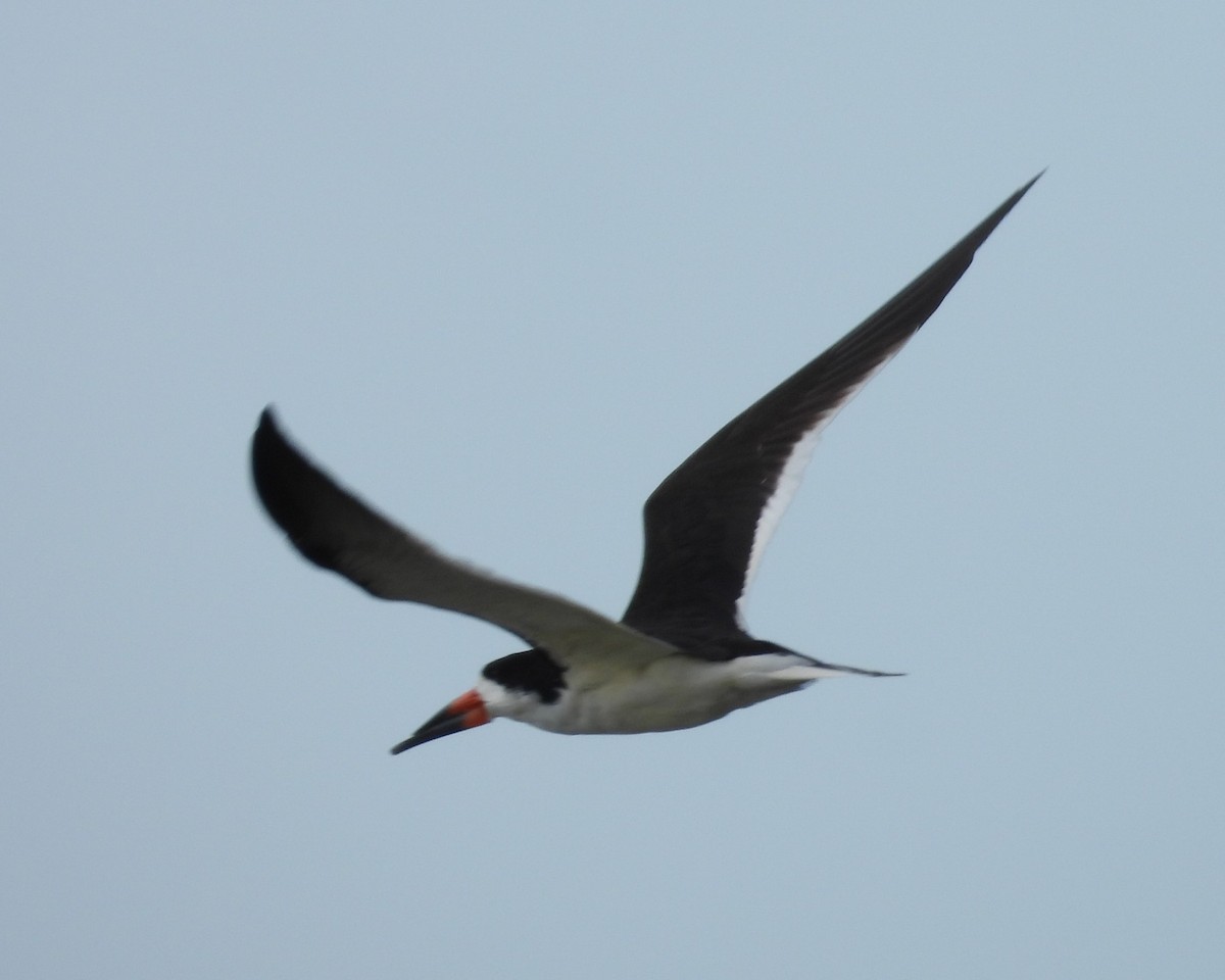 Black Skimmer - Debbie Segal