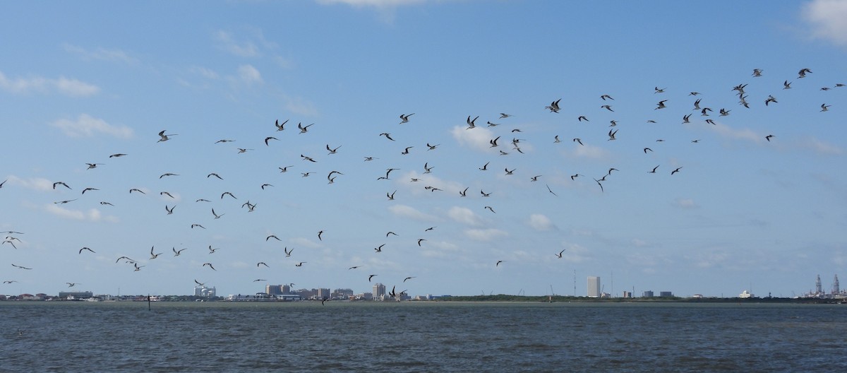 Black Skimmer - Debbie Segal