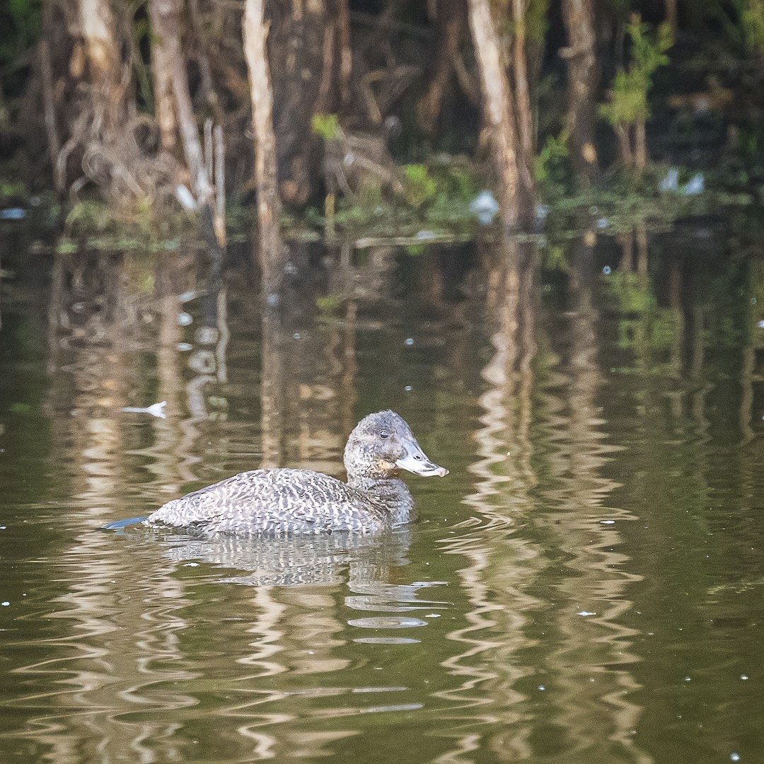 Blue-billed Duck - Kaye Kelly