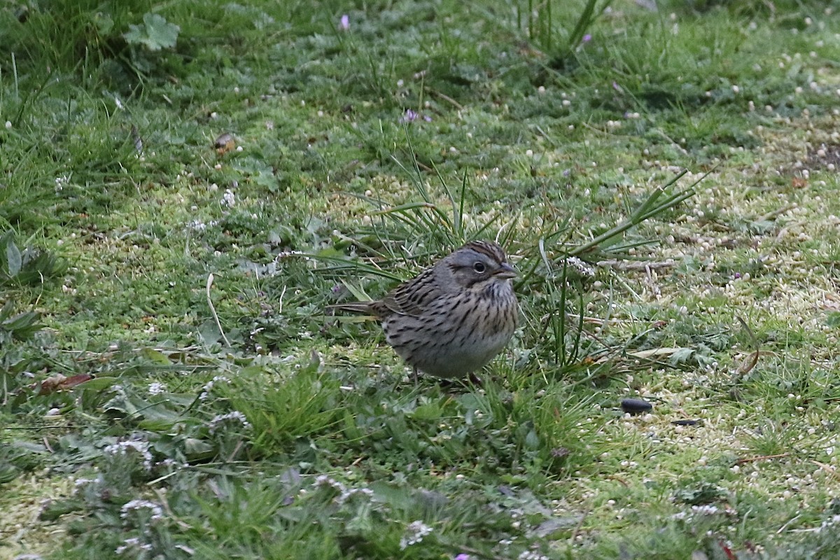 Lincoln's Sparrow - ML617856452