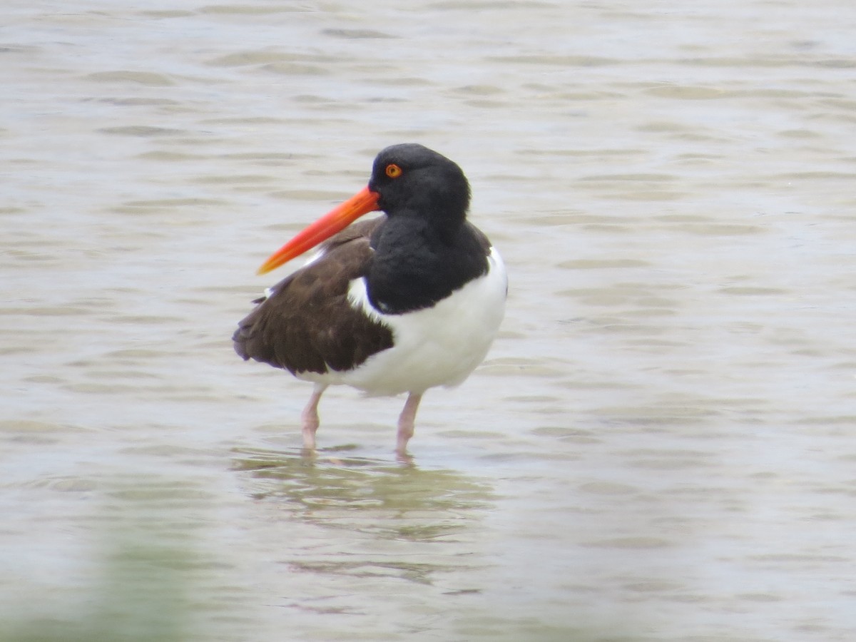 American Oystercatcher - ML617856459