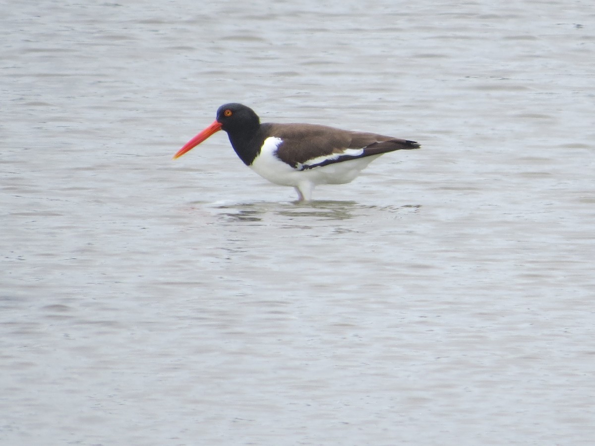 American Oystercatcher - ML617856460