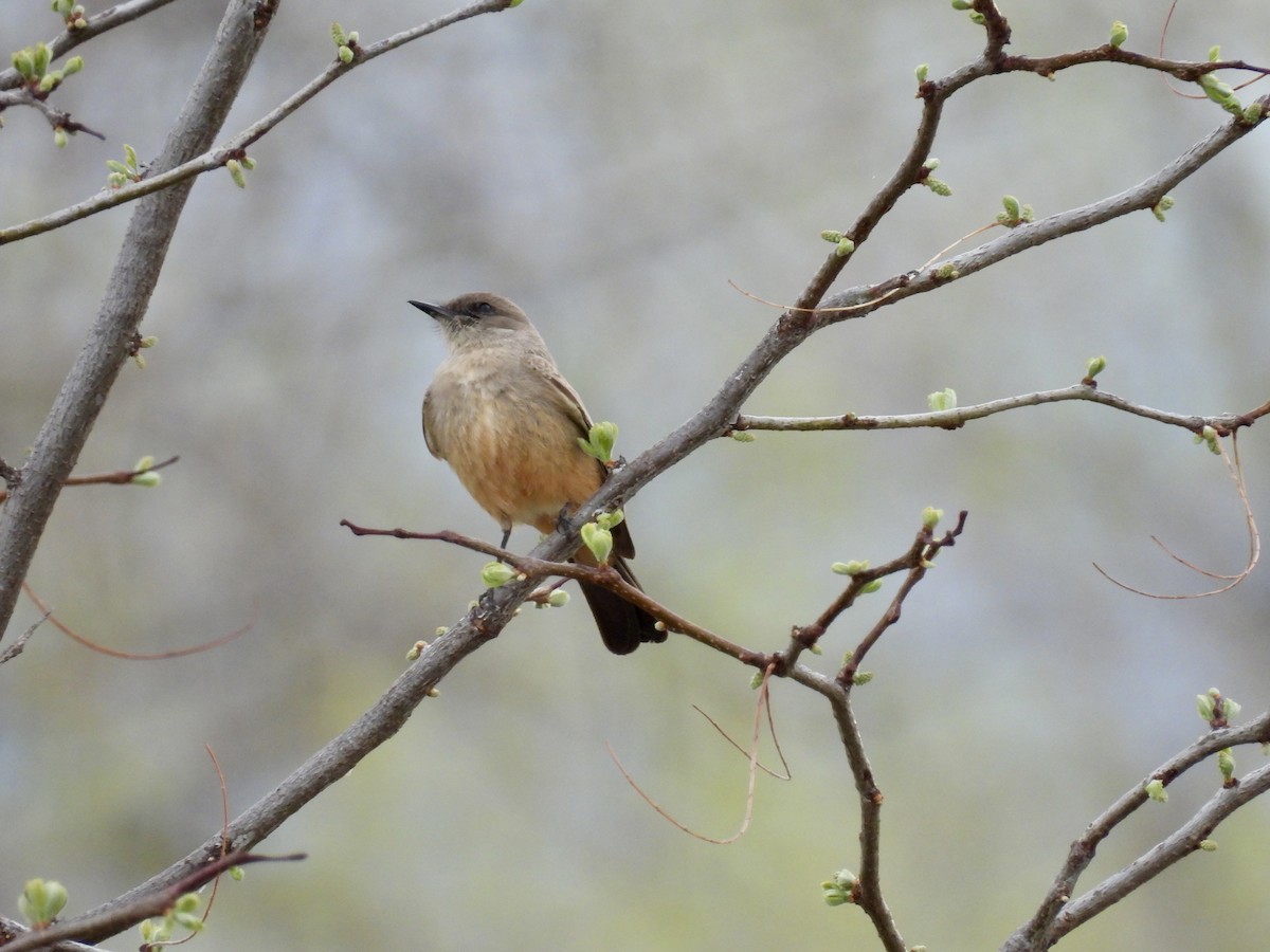 Say's Phoebe - ML617856484