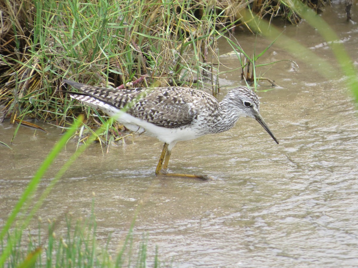 Lesser Yellowlegs - ML617856490