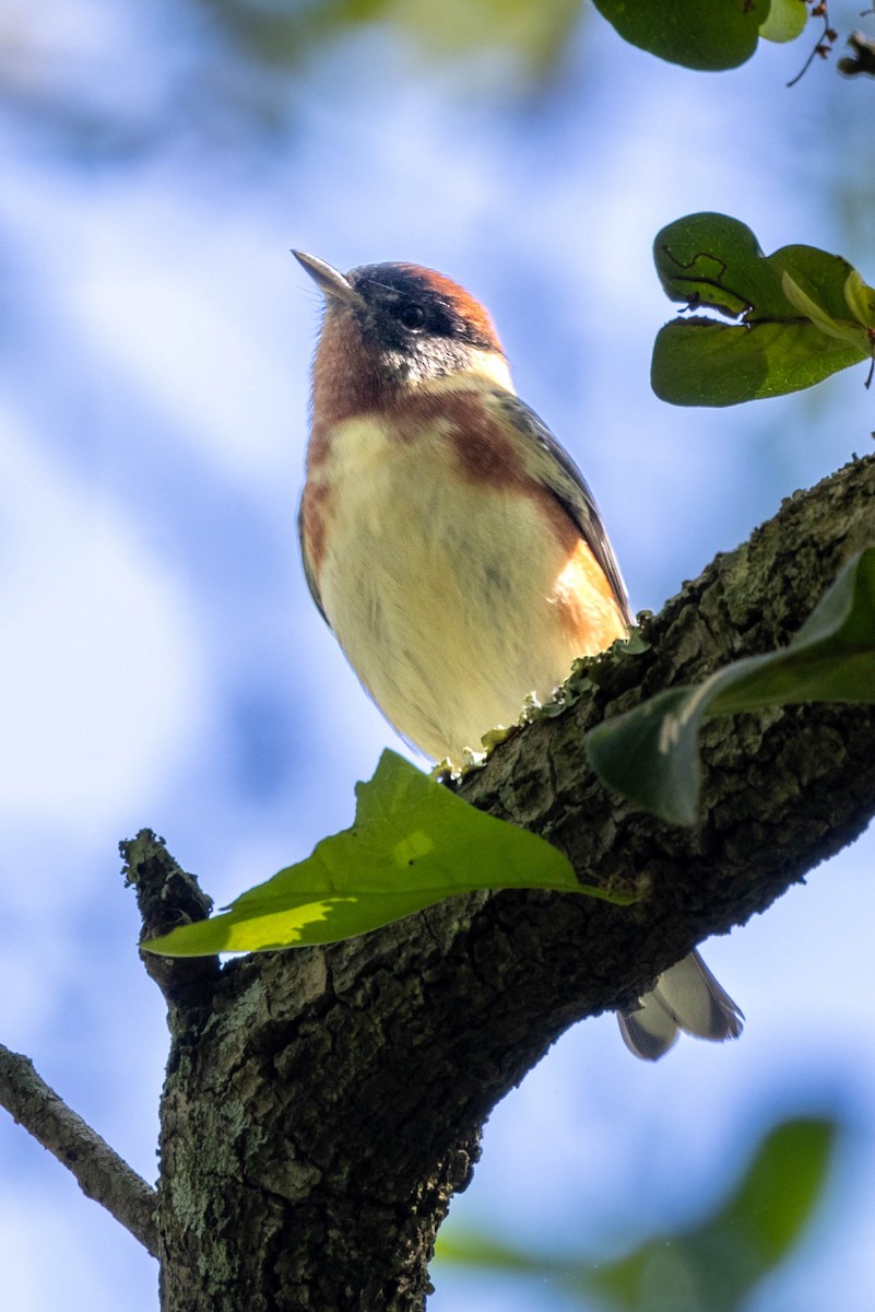 Bay-breasted Warbler - ML617856557