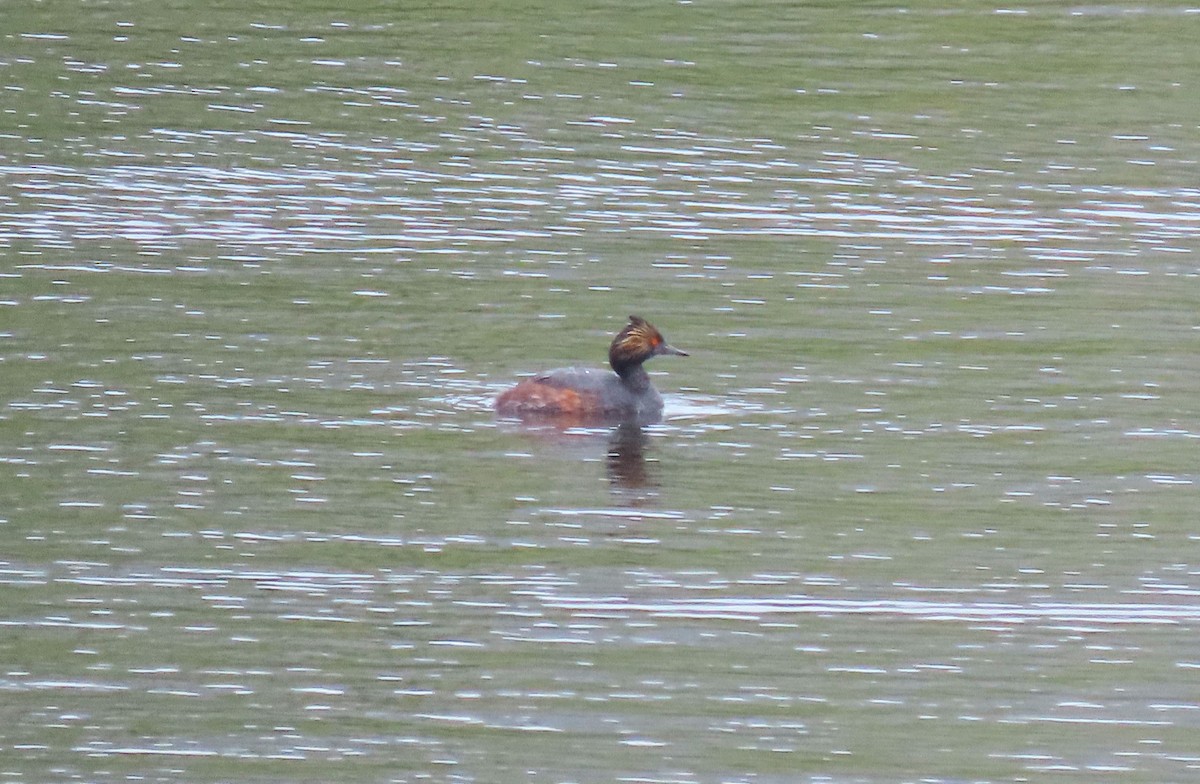 Eared Grebe - ML617856575