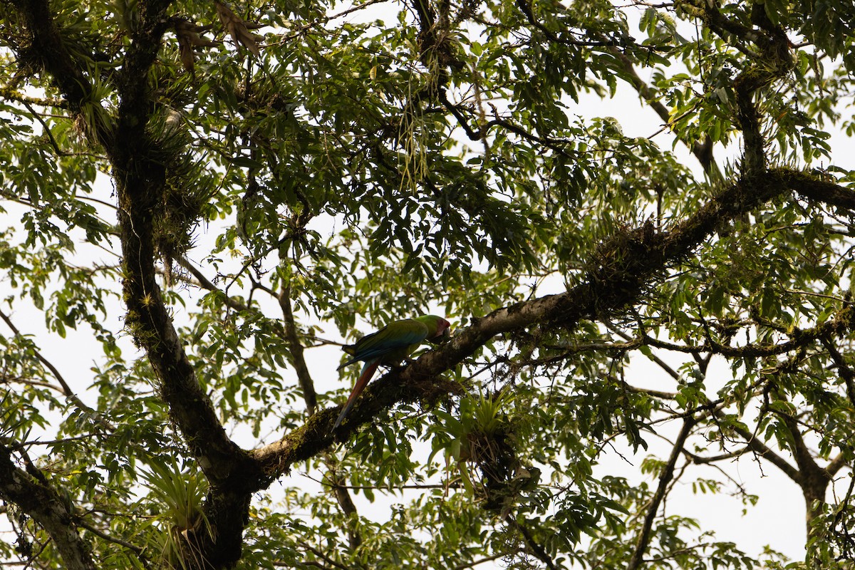 Great Green Macaw - Matthew Igleski