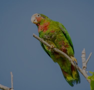 Cuban Parrot (Cayman Is.) - ML617856660