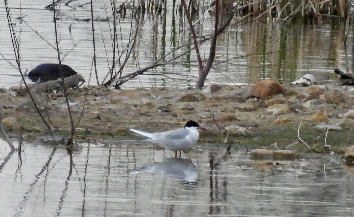 Forster's Tern - ML617856664