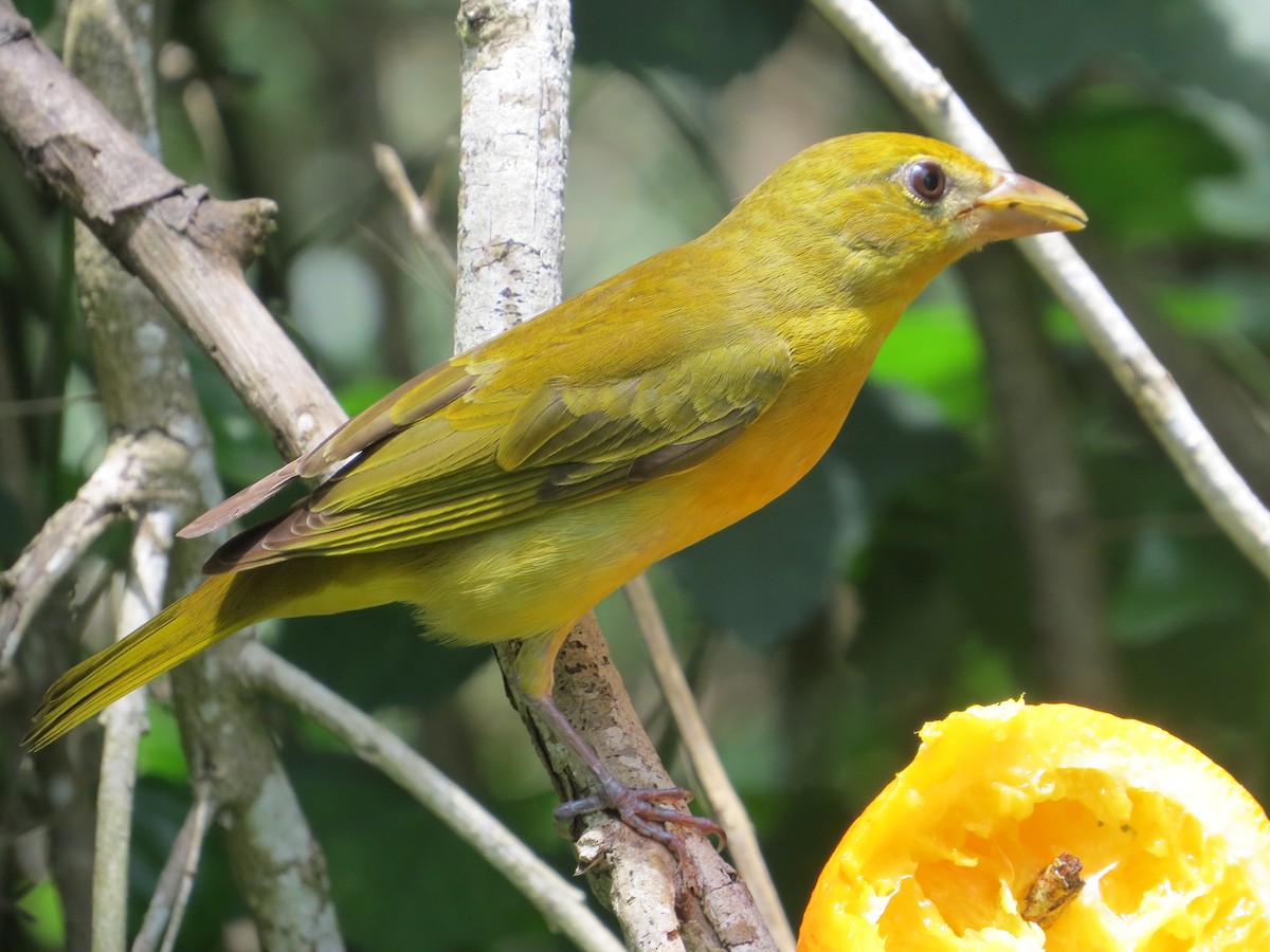 Summer Tanager - ML617856672