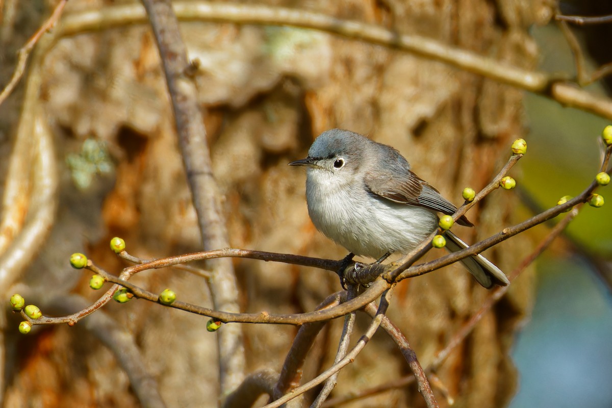 Blue-gray Gnatcatcher - ML617856693