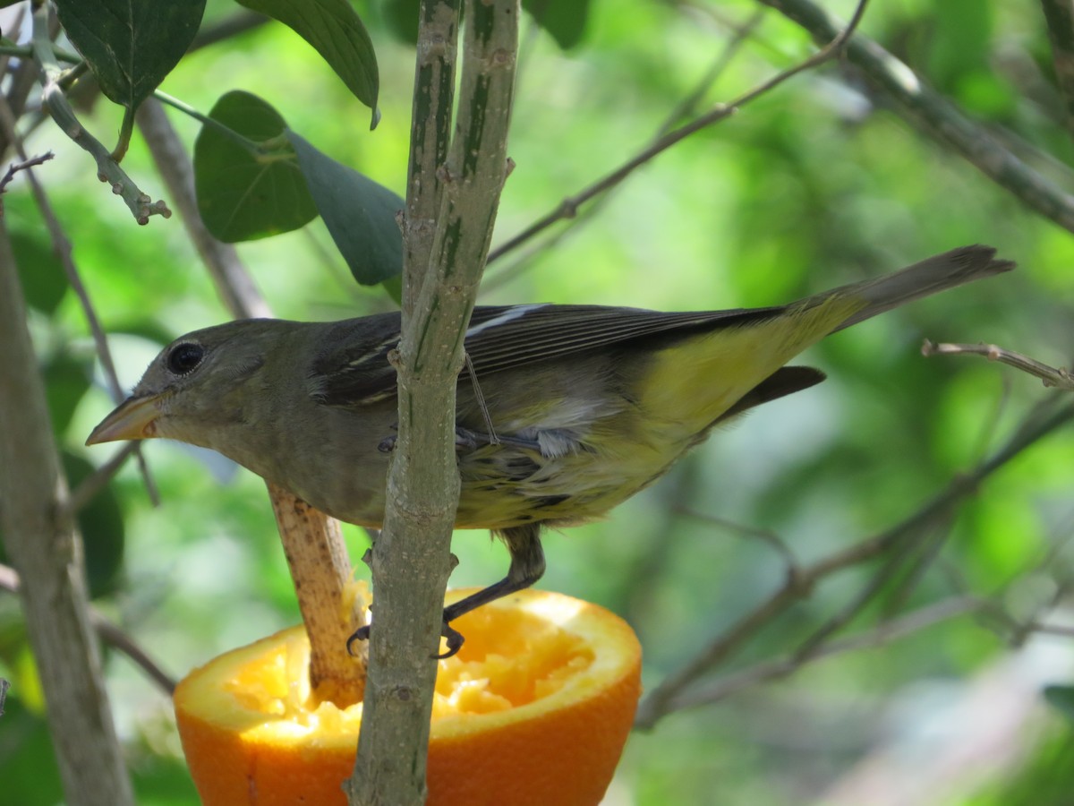 Western Tanager - ML617856702