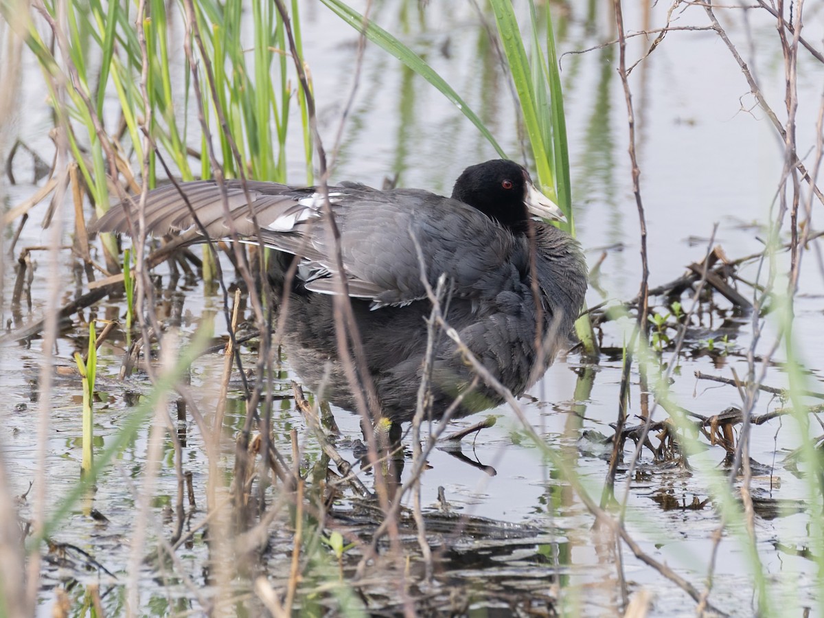 American Coot - ML617856752